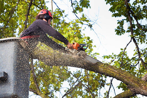 Best Tree Removal Near Me  in Fern Prairie, WA